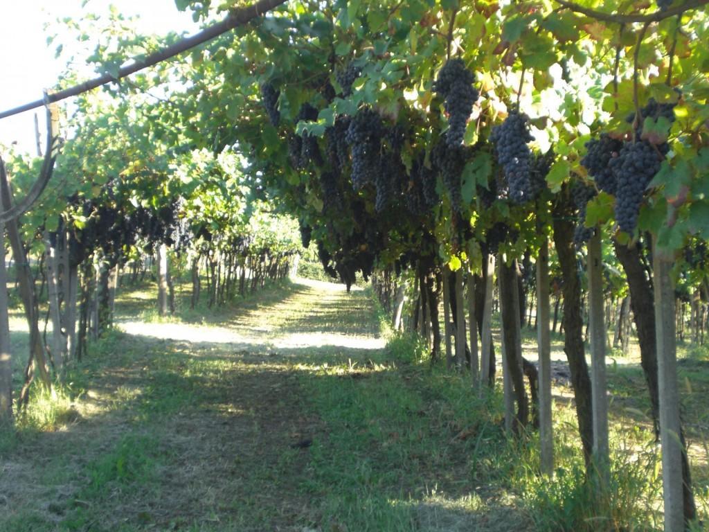 San Colombano al Lambro Bed & Breakfast Sforza 19 מראה חיצוני תמונה
